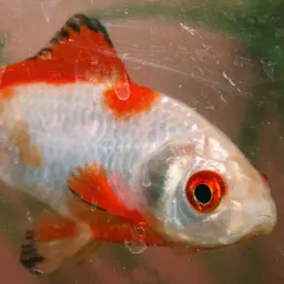 Comet Goldfish, photo 2