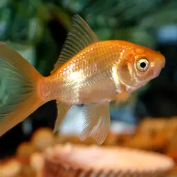 Comet Goldfish, photo 3