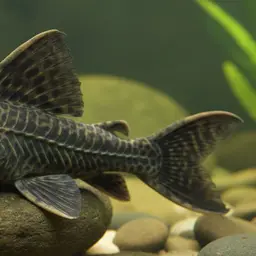 Common Pleco