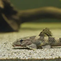 Common Whiptail Catfish