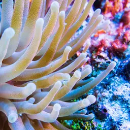 Condy Anemone, photo 1