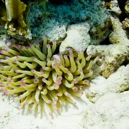 Condy Anemone, photo 2
