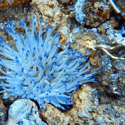 Condy Anemone, photo 3