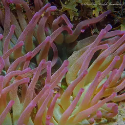 Condy Anemone, photo 4