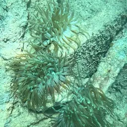 Condy Anemone, photo 5