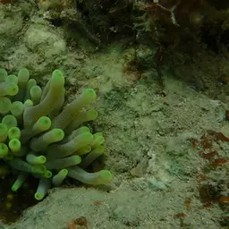 Condy Anemone, photo 6