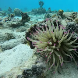 Condy Anemone, photo 7