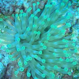 Condy Anemone, photo 8