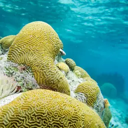 Condy Anemone, photo 9