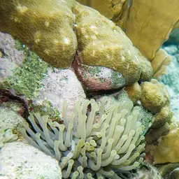 Condy Anemone, photo 10