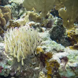 Condy Anemone, photo 11