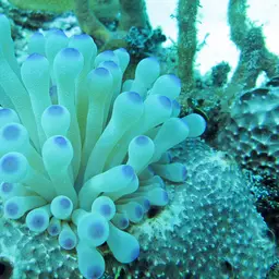 Condy Anemone, photo 12