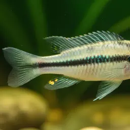 Congo Dwarf Cichlid