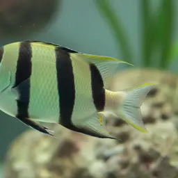 Convict Surgeonfish, photo 9