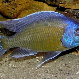 Utaka, photo 1