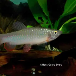 Redspotted Tetra, photo 1