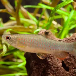 Redspotted Tetra, photo 2