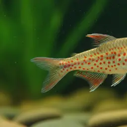 Redspotted Tetra, photo 3