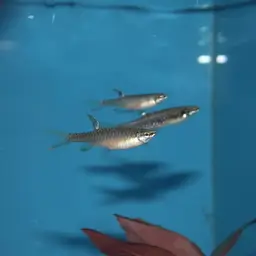 Splash Tetra, photo 2