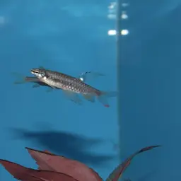 Splash Tetra, photo 3