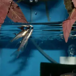 Splash Tetra, photo 4