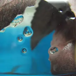 Splash Tetra, photo 5