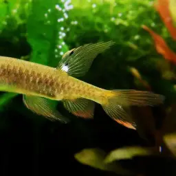 Splash Tetra, photo 1
