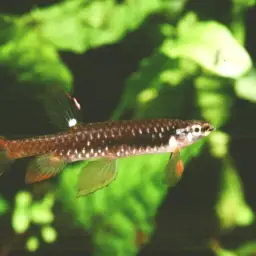 Splash Tetra, photo 8