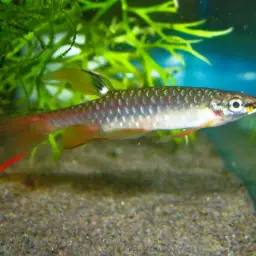 Splash Tetra, photo 9