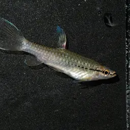 Splash Tetra, photo 12
