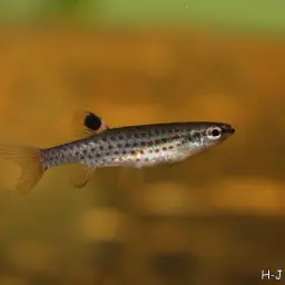 Blackband Copella, photo 2