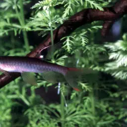 Splash Tetra, photo 1