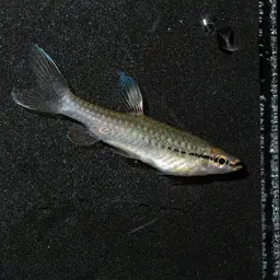 Splash Tetra, photo 5