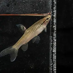 Splash Tetra, photo 6