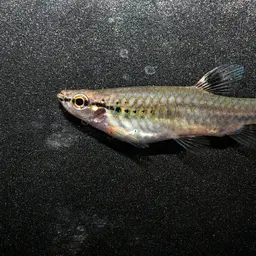 Splash Tetra, photo 7