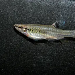 Splash Tetra, photo 8