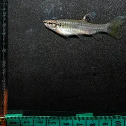 Splash Tetra, photo 9