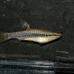 Splash Tetra, photo 10