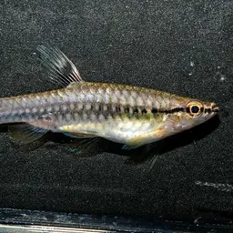 Splash Tetra, photo 11