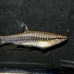 Splash Tetra, photo 12