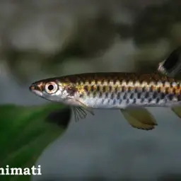 Red-spotted Copeina, photo 2