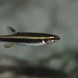Red-spotted Copeina, photo 4