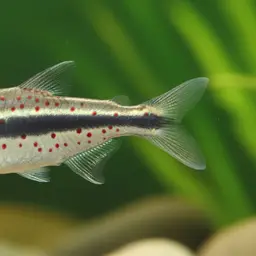Red-spotted Copeina, photo 1