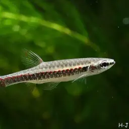Beautiful Scaled Characin