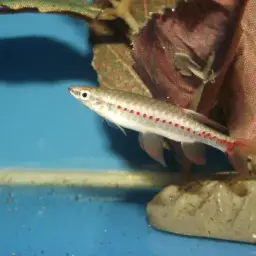 Beautiful Scaled Characin, photo 2