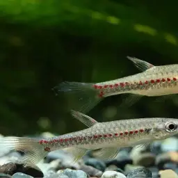 Beautiful Scaled Characin, photo 3