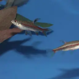 Beautiful Scaled Characin, photo 5