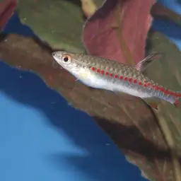Beautiful Scaled Characin, photo 6