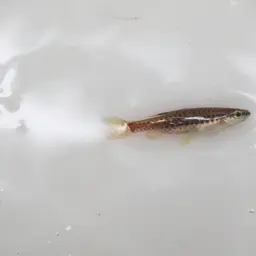 Beautiful Scaled Characin, photo 8