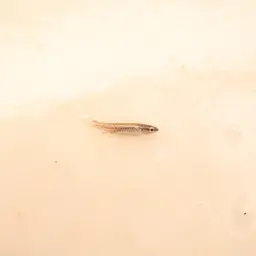 Beautiful Scaled Characin, photo 10